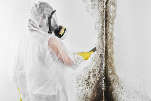 Best Commercial Mold Removal  in Cherry Brah, NC
