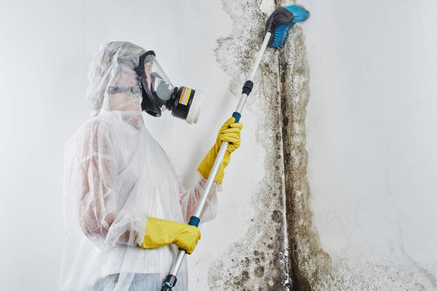 Best Mold Remediation Experts  in Cherry Brah, NC