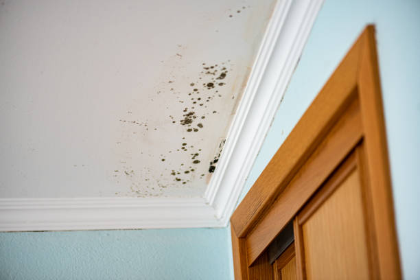 Best Mold Removal Company Near Me  in Cherry Brah, NC