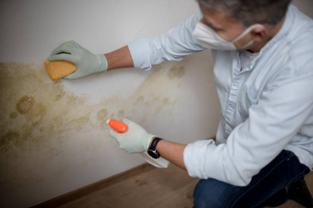 Best Same-Day Mold Removal  in Cherry Brah, NC