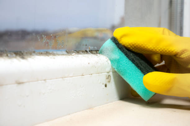 Best Best Mold Removal Companies  in Cherry Brah, NC