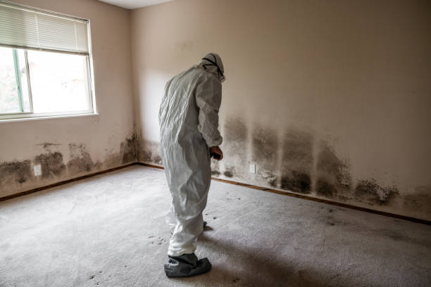 Best Mold Testing  in Cherry Brah, NC
