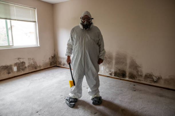 Best Affordable Mold Removal  in Cherry Brah, NC