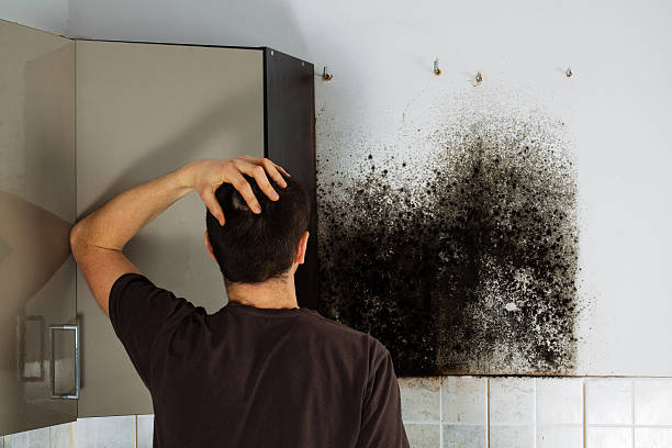 Best Home Mold Removal  in Cherry Brah, NC
