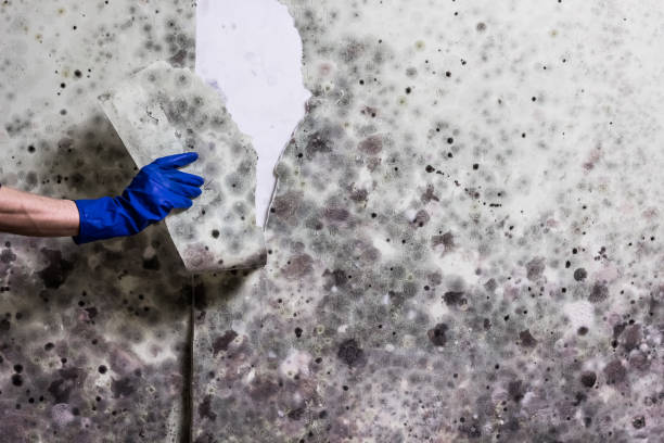 Trusted Cherry Branch, NC Mold Removal Experts
