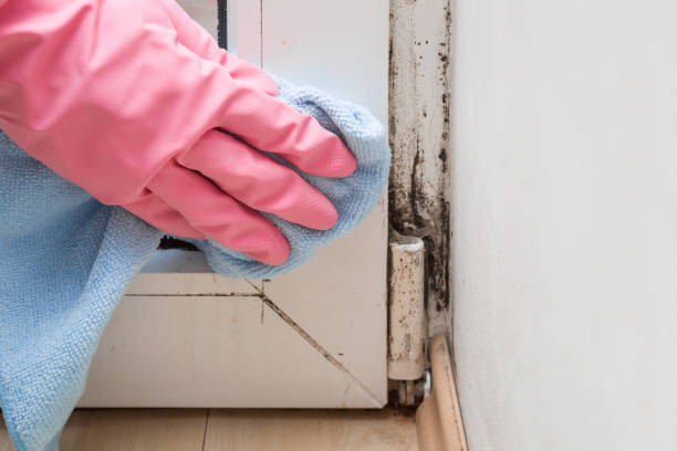 Home Mold Removal in Cherry Branch, NC